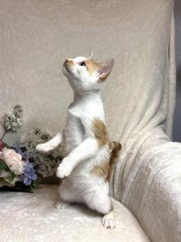 Sharp Zeze -  Domestic Short Hair Cat for Adoption in Chandler, Arizona - Sharp Zeze | PetCurious