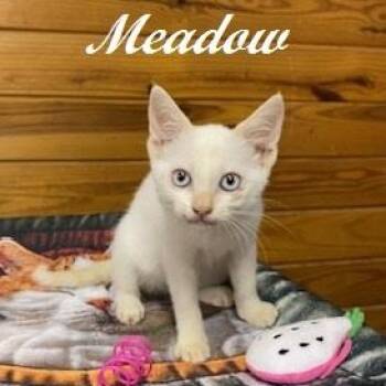 Meadow -  Siamese Cat for Adoption in Southern Pines, North Carolina - Meadow | PetCurious