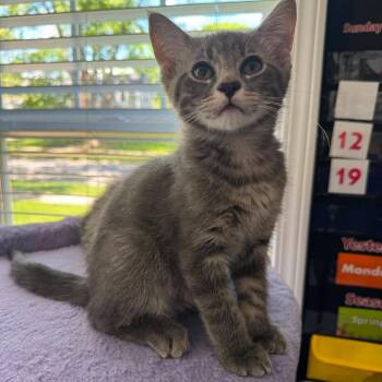 Domestic Short Hair and Siamese Cats Available for Adoption in Plainfield, Illinois - Tulip | PetCurious
