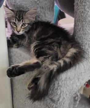Nane Nambari -  Domestic Long Hair and Tabby Cat for Adoption in Chandler, Arizona - Nane Nambari | PetCurious