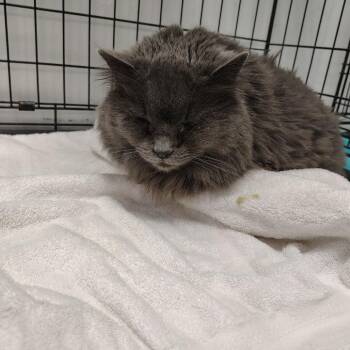 Domestic Long Hair Cats Available for Adoption in Coos Bay, Oregon - Precious | PetCurious