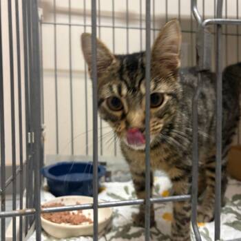 Lil Guy -  Domestic Short Hair Cat for Adoption in Branson, Missouri - Lil Guy | PetCurious
