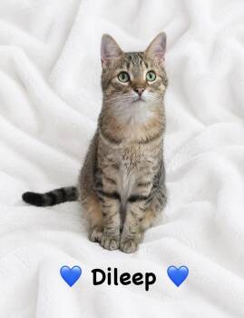 Dileep -  Domestic Short Hair Cat for Adoption in Copley, Ohio - Dileep | PetCurious