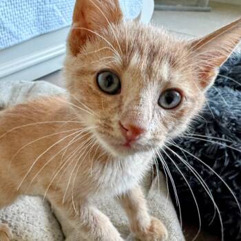 Rescue Domestic Short Hair Cats for Adoption in Boerne, Texas - Integra SE | PetCurious