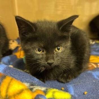 Bountiful One -  Domestic Short Hair Cat for Adoption in Elyria, Ohio - Bountiful One | PetCurious