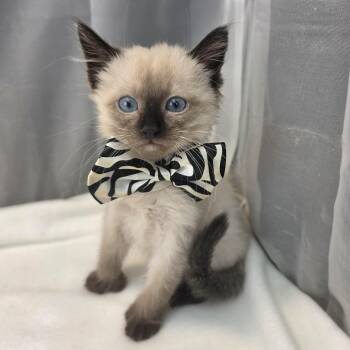 Baron -  Siamese Cat for Adoption in Foley, Alabama - Baron | PetCurious