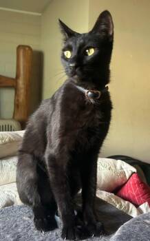 Vader -  Domestic Short Hair Cat for Adoption in Gilbert, Arizona - Vader | PetCurious