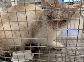 Domestic Short Hair Cats Available for Adoption in Ontario, California - BUFFY | PetCurious