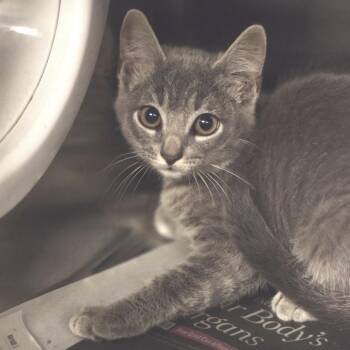 Corndog -  Domestic Short Hair Cat for Adoption in Belleville, Illinois - Corndog | PetCurious