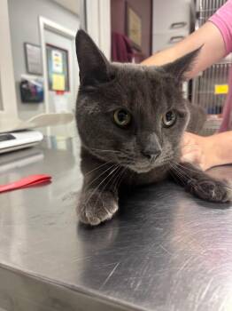 Billy Boss -  Domestic Short Hair Cat for Adoption in Fall River, Massachusetts - Billy Boss | PetCurious