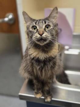 Arasha -  Domestic Medium Hair and Domestic Short Hair Cat for Adoption in Westland, Michigan - Arasha | PetCurious