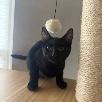 Chaske -  Domestic Short Hair Cat for Adoption in Missouri City, Texas - Chaske | PetCurious