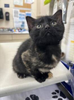 Midgie -  Domestic Short Hair Cat for Adoption in Westland, Michigan - Midgie | PetCurious