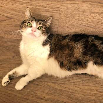 Lily -  Domestic Short Hair Cat for Adoption in Los Angeles, California - Lily | PetCurious