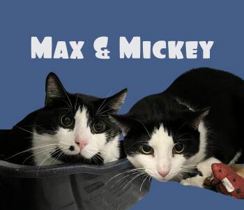 Max & Mickey -  Domestic Short Hair Cat for Adoption in Parma, Ohio - Max & Mickey | PetCurious
