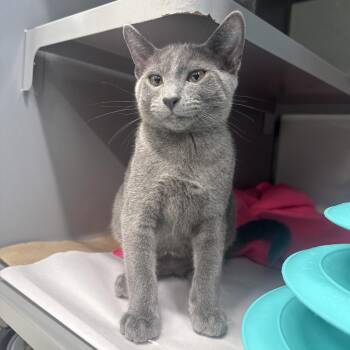 NCR9111 Munchkin -  Domestic Short Hair Cat for Adoption in Port Washington, New York - NCR9111 Munchkin | PetCurious