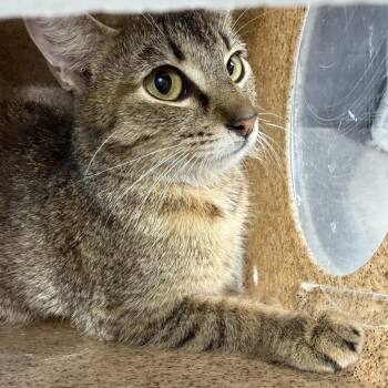 Domestic Short Hair Cats Available for Adoption in Tuscaloosa, Alabama - TUSC-Wildlife-84083 | PetCurious