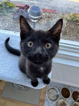 Rescue Domestic Short Hair Cats for Adoption in Hull, Massachusetts - Leo (and Wriley) | PetCurious