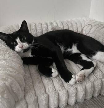 Tom (foster needed) -  Domestic Short Hair and Tuxedo Cat for Adoption in New York, New York - Tom (foster Needed) | PetCurious
