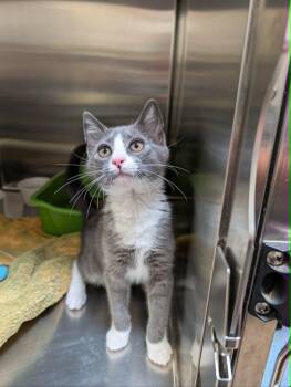 Ed -  Domestic Short Hair Cat for Adoption in Chambersburg, Pennsylvania - Ed | PetCurious