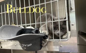 Domestic Short Hair Cats Available for Adoption in Craig, Colorado - Bulldog | PetCurious