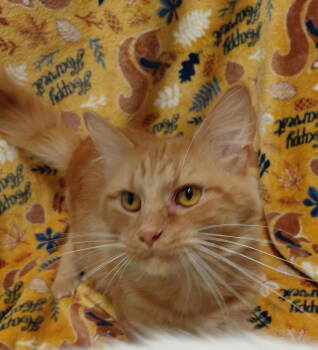 Rescue Tabby and Domestic Short Hair Cats for Adoption in Livonia, Michigan - C303 Litter Gingersnap | PetCurious