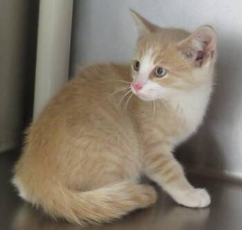 Dutch -  Domestic Short Hair Cat for Adoption in Lexington, Virginia - Dutch | PetCurious