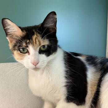 Milkshake -  Domestic Short Hair Cat Available for Adoption in Morristown, Vermont - Milkshake | PetCurious