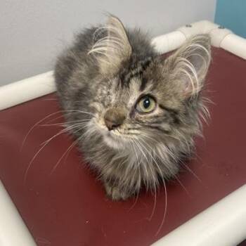 Cato -  Domestic Long Hair and Domestic Short Hair Cat for Adoption in Janesville, Wisconsin - Cato | PetCurious