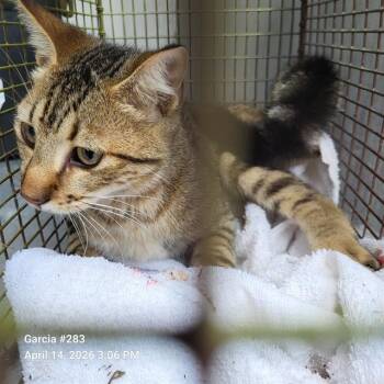 Domestic Short Hair Cats Available for Adoption in San Antonio, Texas - CASAMIRA | PetCurious