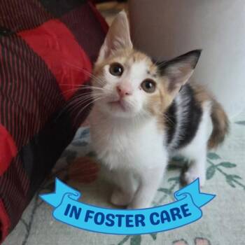 HONEY BUN -  Domestic Short Hair Cat for Adoption in Tallahassee, Florida - HONEY BUN | PetCurious