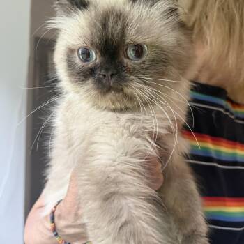 Sweet Midas -  Himalayan Cat for Adoption in Woodbridge, Virginia - Sweet Midas | PetCurious