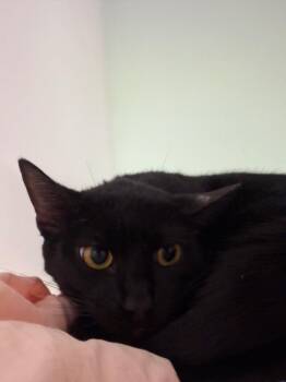 Shadow Moon -  Domestic Short Hair Cat for Adoption in Pomona, New York - Shadow Moon | PetCurious