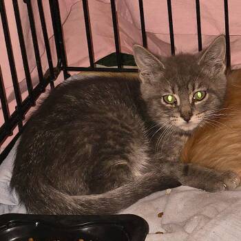Pepper -  Domestic Short Hair Cat for Adoption in Grantsville, Utah - Pepper | PetCurious