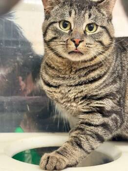 Domestic Short Hair Cats Available for Adoption in Cleveland, Ohio - Wilbur | PetCurious