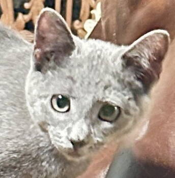 Rescue Russian Blue and Domestic Medium Hair Cats for Adoption - RAISA | PetCurious