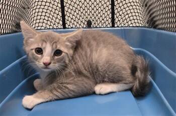 FINN -  Domestic Short Hair Cat for Adoption in Derwood, Maryland - FINN | PetCurious