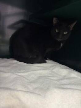 *Reggie / Deku -  Domestic Short Hair Cat for Adoption in El Paso, Texas - *Reggie / Deku | PetCurious