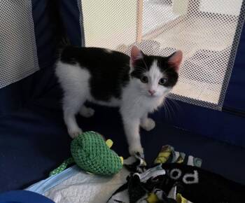 Oreo (Pippa-Q) -  Domestic Short Hair Cat for Adoption in Metamora, Illinois - Oreo (Pippa-Q) | PetCurious