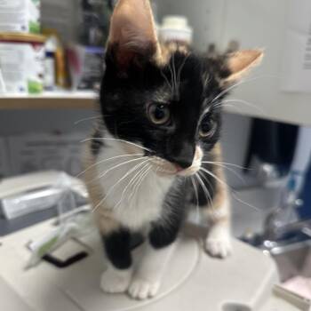 Muffin -  Domestic Short Hair Cat for Adoption in Weldon, Illinois - Muffin | PetCurious