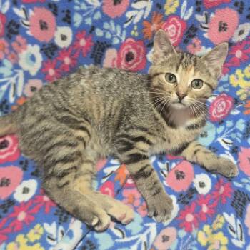 Violet - Adventurous & Loving -  Domestic Short Hair Cat for Adoption in Hamilton, Ontario - Violet - Adventurous & Loving | PetCurious