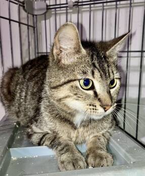 Rescue Domestic Short Hair Cats for Adoption in Franklin, West Virginia - Sherman | PetCurious