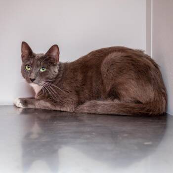 Babs -  Domestic Short Hair Cat for Adoption in Hattiesburg, Mississippi - Babs | PetCurious