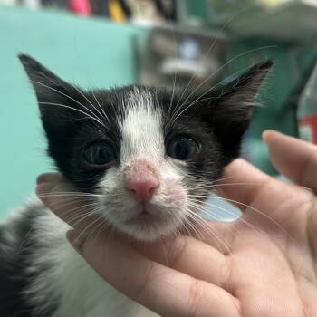 Picasso -  Domestic Short Hair Cat Available for Adoption in Guaynabo, Guaynabo - Picasso | PetCurious