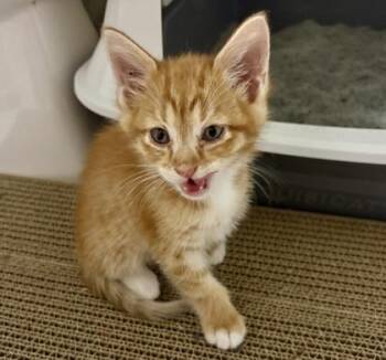 Rudy (pre adopt) -  Domestic Short Hair Cat for Adoption in Fort Worth, Texas - Rudy (pre Adopt) | PetCurious