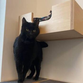 Domestic Long Hair Cats Available for Adoption - Stomper And Bambi - (bonded Pair)  | PetCurious