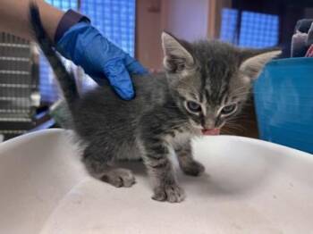 Midnight Sun -  Domestic Short Hair Cat for Adoption in Roseville, California - Midnight Sun | PetCurious