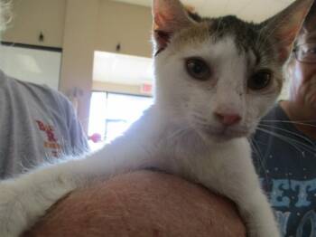 Domestic Short Hair Cats Available for Adoption - LOUIE | PetCurious