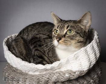 Domestic Short Hair Cats Available for Adoption - Christy | PetCurious