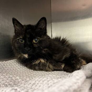 Rescue Domestic Medium Hair Cats for Adoption in Lyndhurst, Virginia - Meeka | PetCurious